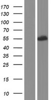 ls100130086 hsfx2 human over expression lysates nm 001164415 wb testing 1