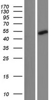 CCDC166 Human Over-expression Lysates NM_001162914