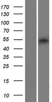 CXorf49 Human Over-expression Lysates NM_001145140