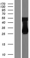 ls100130519 tmem221 human over expression lysates nm 001190844 wb testing 1