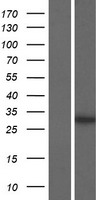PRR32 Human Over-expression Lysates NM_001122716