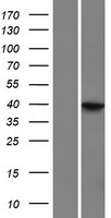 LRRC69 Human Over-expression Lysates NM_001129890