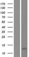 TSTD3 Human Over-expression Lysates NM_001195131