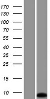 Small integral membrane protein 6 (SMIM6) Human Over-expression Lysates NM_001162997