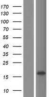 ls100130967 c6orf99 human over expression lysates nm 001195032 wb testing 1