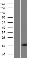 BSPH1 Human Over-expression Lysates NM_001128326