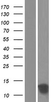 TSTD1 Human Over-expression Lysates NM_001113205