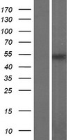 FAM157B Human Over-expression Lysates NM_001145249