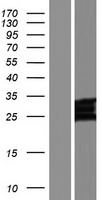 CLDN24 Human Over-expression Lysates NM_001185149