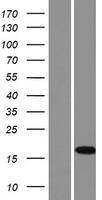 SHISAL2B Human Over-expression Lysates NM_001164442