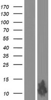 ls100132929 fam25bp human over expression lysates nm 001137556 wb testing 1