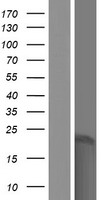 ls100133171 spanxb2 human over expression lysates nm 145664 wb testing 1