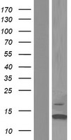 TEN1 Human Over-expression Lysates NM_001113324