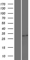 UPK3BL1 Human Over-expression Lysates NM_001114403