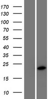 KLLN Human Over-expression Lysates NM_001126049