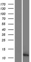 PATE3 Human Over-expression Lysates NM_001129883