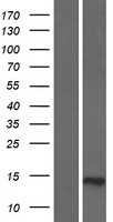 C19orf69 (ERICH4) Human Over-expression Lysates NM_001130514