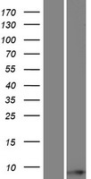 TOMM6 Human Over-expression Lysates NM_001134493