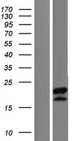 C5orf52 Human Over-expression Lysates NM_001145132
