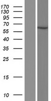 ls100271846 ervv 2 human over expression lysates nm 001191055 wb testing 1