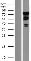 WASH1 (WASHC1) Human Over-expression Lysates NM_182905
