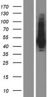 ls100287428 pnma6c human over expression lysates nm 001170944 wb testing 1
