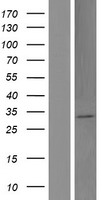 ls100288524 foxl3 ot1 human over expression lysates nm 001195127 wb testing 1