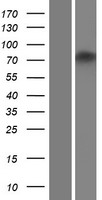 ZNF605 Human Over-expression Lysates NM_183238