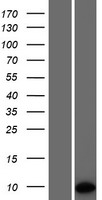 PET117 Human Over-expression Lysates NM_001164811