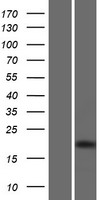 SAP25 Human Over-expression Lysates NM_001168682