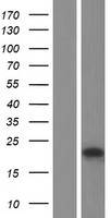 TRPC5OS Human Over-expression Lysates NM_001195576