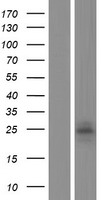 KLRF2 Human Over-expression Lysates NM_001190765