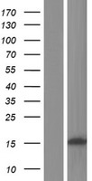 CCDC179 Human Over-expression Lysates NM_001195637