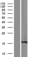 ls100505503 rps17l human over expression lysates nm 001199057 wb testing 1