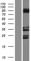 LRRC3C Human Over-expression Lysates NM_001195545