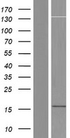 ls100505841 loc100505841 human over expression lysates nm 001195535 wb testing 1