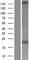 ARL17B Human Over-expression Lysates NM_001039083