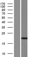 TMEM35B Human Over-expression Lysates NM_001195156