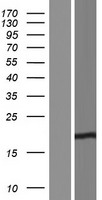C16orf95 Human Over-expression Lysates NM_001195125