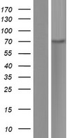 SLFN12L Human Over-expression Lysates NM_001195790