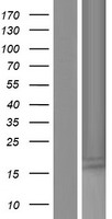 Small leucine rich protein 1 (SMLR1) Human Over-expression Lysates NM_001195597