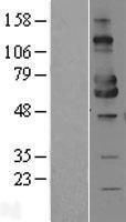 ls100507436 mica human over expression lysates nm 000247 wb testing 2