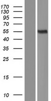 ls100507436 mica human over expression lysates nm 001177519 wb testing 1