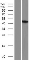 STIMATE-MUSTN1 Human Over-expression Lysates NM_001198974