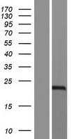 ls100526773 eppin wfdc6 human over expression lysates nm 001198986 wb testing 1