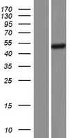 ARPIN-AP3S2 Human Over-expression Lysates NM_001199058