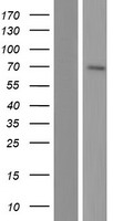 NT5C1B (NT5C1B-RDH14) Human Over-expression Lysates NM_001199103