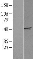 ls100820829 gcom1 myzap human over expression lysates nm 152451 wb testing 2