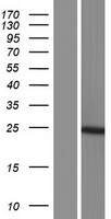 AK6 Human Over-expression Lysates NM_001015891
