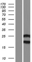 MYL12B Human Over-expression Lysates NM_001144946